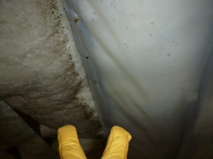 Backwards Vapor Barrier mold growth on insulation due to an improperly installed vapor barrier
